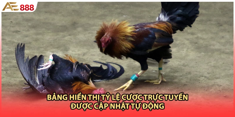 Bảng hiển thị tỷ lệ cược trực tuyến được cập nhật tự động