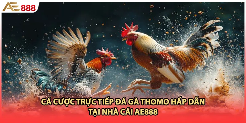Cá Cược Trực Tiếp Đá Gà Thomo Hấp Dẫn Tại Nhà Cái AE888