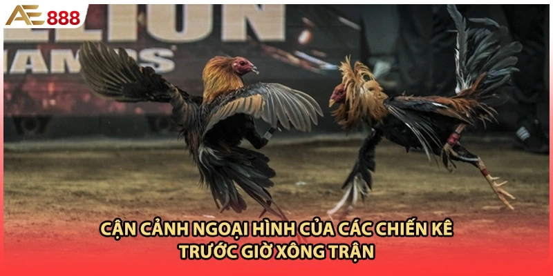 Cận cảnh ngoại hình của các chiến kê trước giờ xông trận