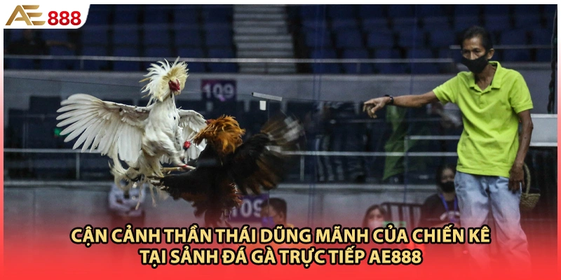 Cận cảnh thần thái dũng mãnh của chiến kê tại sảnh đá gà trực tiếp AE888