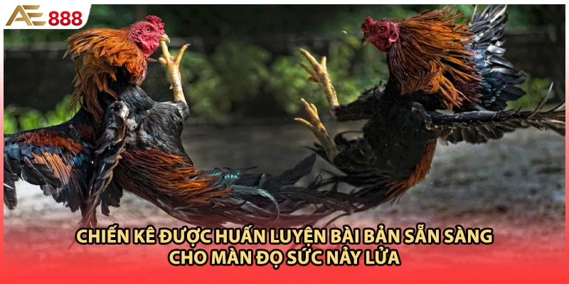 Chiến kê được huấn luyện bài bản sẵn sàng cho màn đọ sức nảy lửa