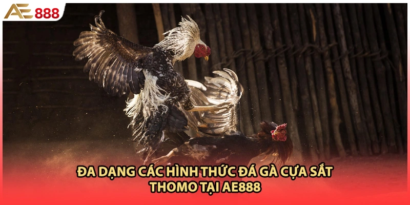 Đa dạng các hình thức đá gà cựa sắt thomo tại AE888