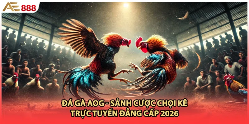 Đá Gà AOG - Sảnh Cược Chọi Kê Trực Tuyến Đẳng Cấp 2026