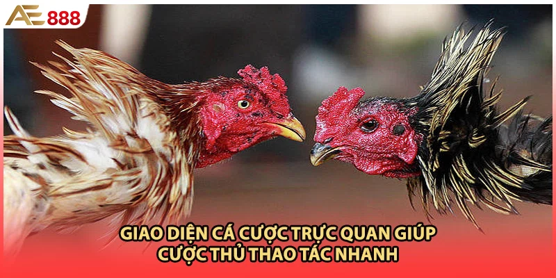 Giao diện cá cược trực quan giúp cược thủ thao tác nhanh