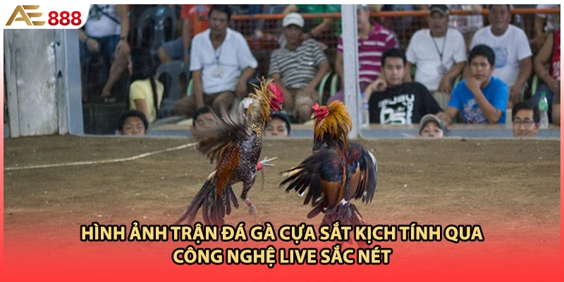 Hình ảnh trận đá gà cựa sắt kịch tính qua công nghệ live sắc nét