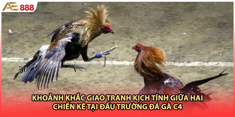 Khoảnh khắc giao tranh kịch tính giữa hai chiến kê tại đấu trường đá gà c4