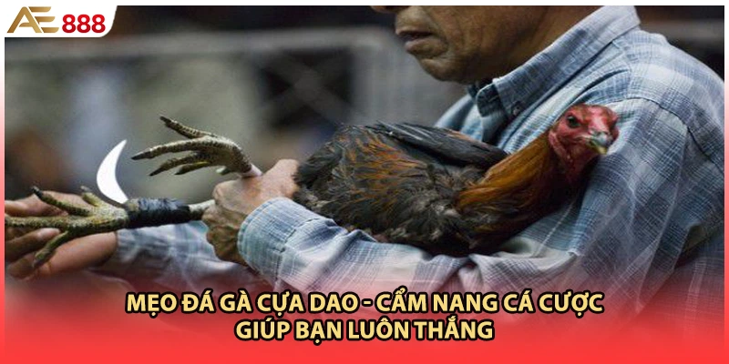 Mẹo Đá Gà Cựa Dao - Cẩm Nang Cá Cược Giúp Bạn Luôn Thắng