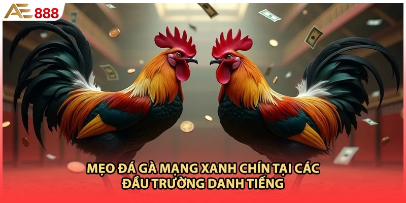 Mẹo đá gà mạng xanh chín tại các đầu trường danh tiếng