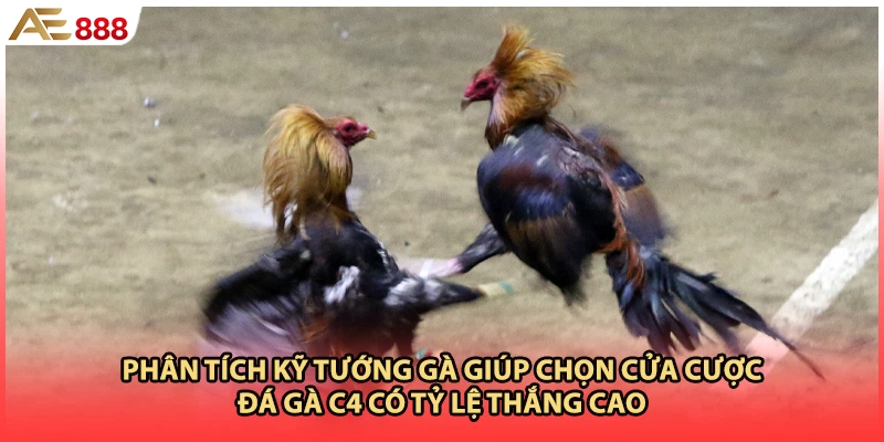 Phân tích kỹ tướng gà giúp chọn cửa cược đá gà c4 có tỷ lệ thắng cao