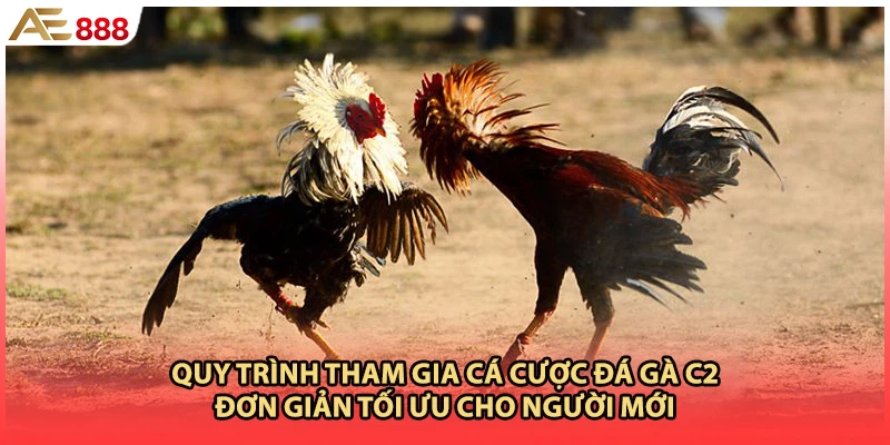 Quy trình tham gia cá cược đá gà c2 đơn giản tối ưu cho người mới