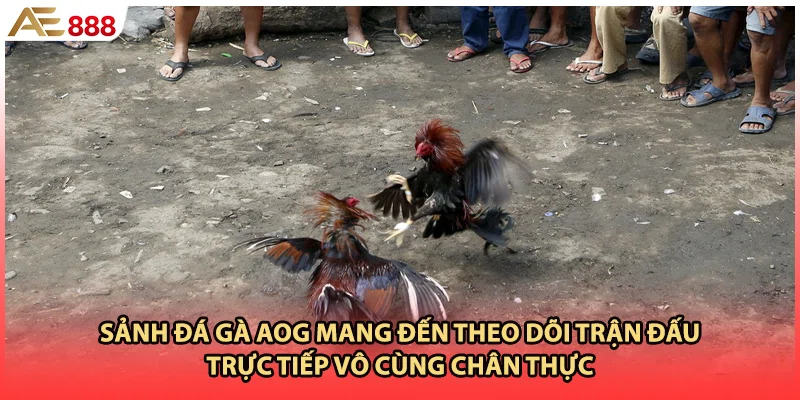 Sảnh đá gà AOG mang đến theo dõi trận đấu trực tiếp vô cùng chân thực