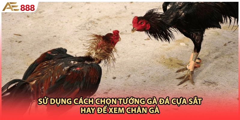 Sử dụng cách chọn tướng gà đá cựa sắt hay để xem chân gà