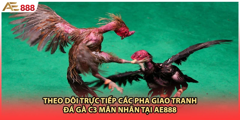 Theo dõi trực tiếp các pha giao tranh đá gà c3 mãn nhãn tại AE888