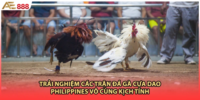 Trải nghiệm các trận đá gà cựa dao philippines vô cùng kịch tính