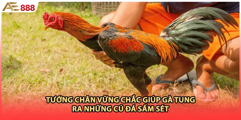 Tướng chân vững chắc giúp gà tung ra những cú đá sấm sét