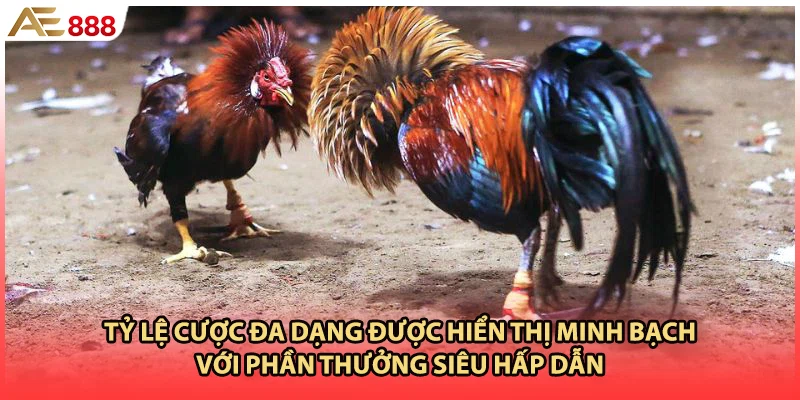 Tỷ lệ cược đa dạng được hiển thị minh bạch với phần thưởng siêu hấp dẫn