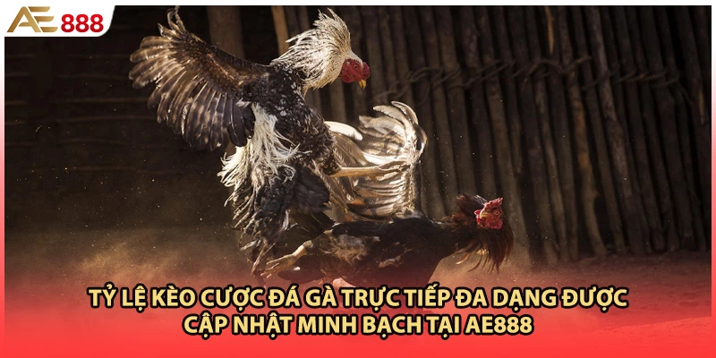 Tỷ lệ kèo cược đá gà trực tiếp đa dạng được cập nhật minh bạch tại AE888